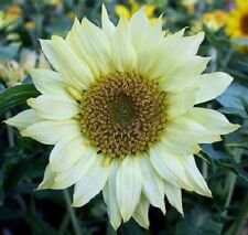 25 Moonshadow Sunflower Ct Flowers Flower Perennial Sun Bloom