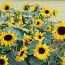 25 Orange Hobbit Sunflower Ct Flowers Flower Perennial Sun Bloom