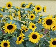 25 Orange Hobbit Sunflower Ct Flowers Flower Perennial Sun Bloom