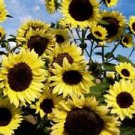 25 Lemon Sorbet Sunflower Ct Flowers Flower Perennial Sun Bloom