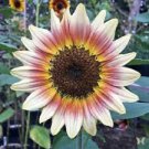 25 Gypsy Charmer Sunflower Ct Flowers Flower Perennial Sun Bloom