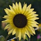 25 Butter Chiffon Sunflower Ct Flowers Flower Perennial Sun Bloom