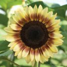 25 Procut Red Lemon BiColor Sunflower Ct Flowers  Flower Perennial