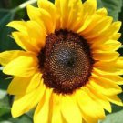 25 ProCut Brilliance Sunflower Ct Flowers  Flower Perennial Sun Bloom