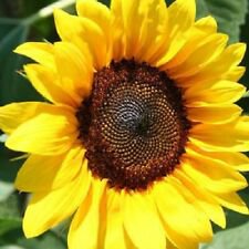 25 ProCut Brilliance Sunflower Ct Flowers  Flower Perennial Sun Bloom