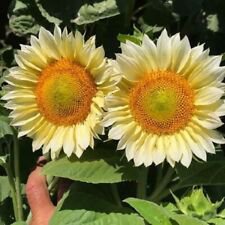 25 ProCut Gold and White Lite Sunflower Ct Flowers  Flower Perennial
