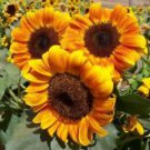 25 Little Tiger Sunflower Ct Flowers  Flower Perennial Sun Bloom