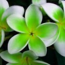 5 Green White Plumeria Ct Plants Flower Lei Hawaiian Perennial Flowers