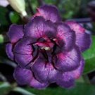 4 Dark Purple Pink Desert Rose Ct Adenium Obesum Flower Exotic Garden