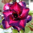 4 DBL Dark Purple Pink Desert Rose Ct Adenium Flower Perennial