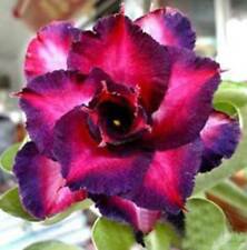 4 DBL Dark Purple Pink Desert Rose Ct Adenium Flower Perennial
