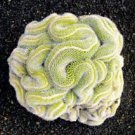 10 Green Brain Cactus Ct Heat Rare Succulents Flower Desert