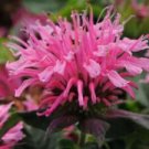 100 Pink Bee Balm Ct Flowers Bloom Hummingbird Flower Ct