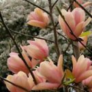 5 Coral Lake Magnolia Ct LILY FLOWER TREE Fragrant Tulip