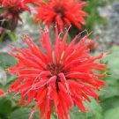 100 Bright Red Bee Balm Ct Flowers Bloom Hummingbird Flower Ct