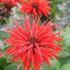 100 Bright Red Bee Balm Ct Flowers Bloom Hummingbird Flower Ct