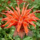 100 Orange Bee Balm Ct Flowers Bloom Hummingbird Flower Ct