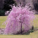 5 Weeping Purple Cherry Tree Ct Flowering Japanese Flower Ornamental