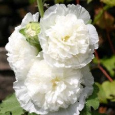 25 Double White Hollyhock Ct Perennial Flowers Flower Bloom