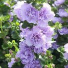 25 Blue Bacopa Hollyhock Ct Perennial Flower Garden Flowers