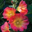 25 Pink Orange Hollyhock Ct Perennial Flowers Flower Bloom