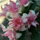 25 Double White Pink Clematis Ct Bloom Climbing Perennial Plumeria