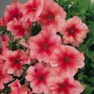 50 Bi Color Pink Petunia Ct Flower Perennial Flowers Annual