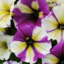 50 Yellow Purple White Petunia Ct Flower Perennial Flowers Annual