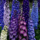 50 Dark Mix Delphinium Ct Perennial Garden Flower  Flowers