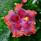 20 Red Orange Pink Hibiscus Ct Flowers Flower  Perennial Bloom