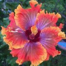 20 Purple Orange Pink Hibiscus Ct Flowers Flower  Perennial Bloom