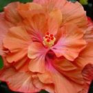 20 Double Orange Pink Hibiscus Ct Flowers Flower  Perennial Bloom