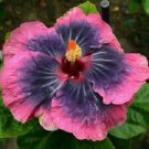 20 Bright Pink Black Hibiscus Ct Flowers Flower  Perennial Bloom
