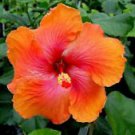 20 Bright Orange Pink Hibiscus Ct Flowers Flower  Perennial Bloom