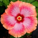 20 Pink Orange Hibiscus Ct Flowers Flower  Perennial Bloom