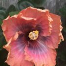 20 Orange Pink Hibiscus Ct Flowers Flower  Perennial Bloom