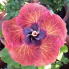 20 Pink Orange Hibiscus Ct Hardy Flower Garden Exotic Perennial