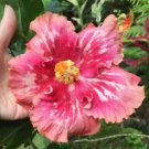 20 Salme Pink White Hibiscus Ct Flowers Flower Perennial Bloom