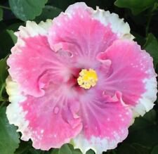20 White Light Pink Ct Flowers Flower Perennial Bloom