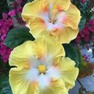 20 Light Yellow White Ct Flowers Flower Perennial Bloom