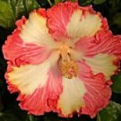 20 Red Yellow Hibiscus Ct Flower Perennial Bloom
