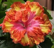 20 Pink Yellow Orange Hibiscus Ct Flowers Flower Perennial