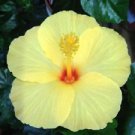 20 Light Yellow Hibiscus Ct Flowers Flower Perennial Bloom