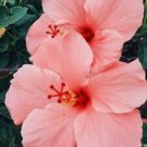 20 Salmon Pink Hibiscus Ct Flowers Flower Perennial Bloom