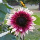 25 Cherry Rose Sunflower Ct Flowers  Flower Perennial Sun Bloom