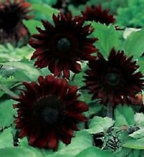 25 Black Magic Sunflower Ct Flowers  Flower Perennial Bloom