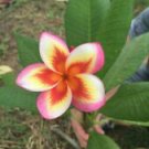 5 Orange Yellow Pink Plumeria Ct Plants Flower  Perennial