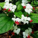 25White Red Bleeding Heart Ct Flowers Perennial Flower