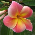 5 Pink Yellow Plumeria Ct Plants Flower Flowers Perennial