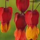 25 Red Orange Bleeding Heart Ct Flowers Shade Flower Perennial